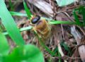 Apis mellifera